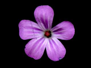 Img.VTax1367.ExN.Img11
