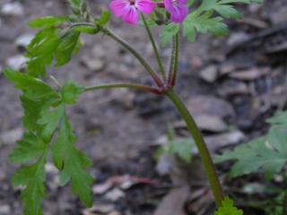 Img.VTax1367.ExN.Img3