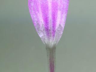Img.VTax1367.ExN.Img8