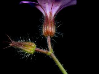 Img.VTax1368.ExN.Img8