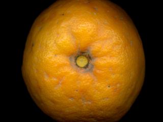Img.VTax1433.ExN.Img4