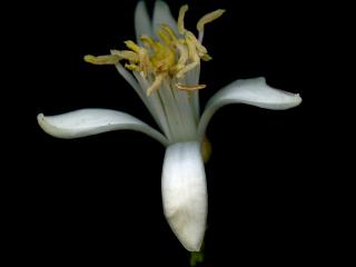 Img.VTax1434.ExN.Img9