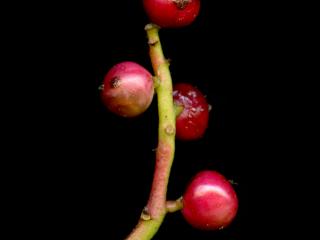 Img.VTax1470.ExN.Img9