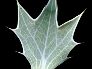 Img.VTax1503.ExN.Img8