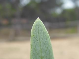 Img.VTax1538.ExN.Img9