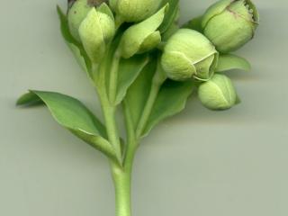 Img.VTax156.ExN.Img9