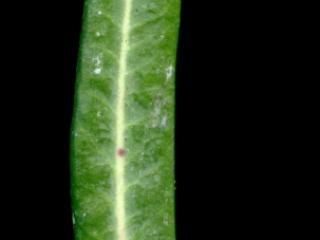 Img.VTax1730.ExN.Img3