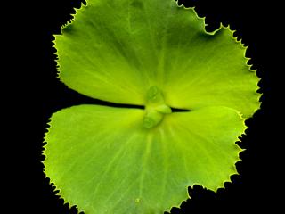 Img.VTax1734.ExN.Img11