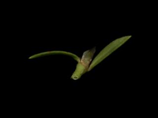Img.VTax1955.ExN.Img4