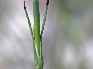 Img.VTax2037.ExN.Img4