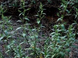 Img.VTax2065.ExN.Img15