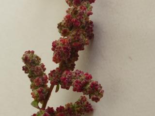 Img.VTax2072.ExN.Img5