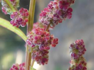 Img.VTax2072.ExN.Img6