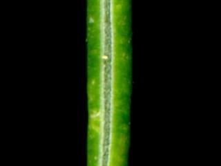 Img.VTax2155.ExN.Img19