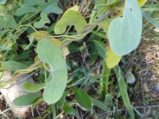 Img.VTax2293.ExN.Img9