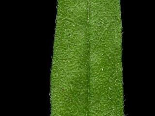 Img.VTax2323.ExN.Img10