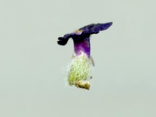Img.VTax2521.ExN.Img16