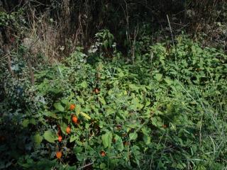 Img.VTax2553.ExN.Img5