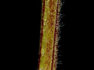 Img.VTax2553.ExN.Img7