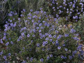Img.VTax2775.ExN.Img15