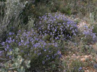 Img.VTax2775.ExN.Img16