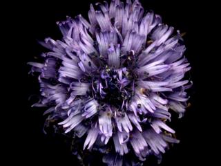 Img.VTax2775.ExN.Img18