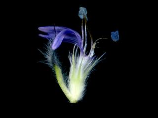 Img.VTax2775.ExN.Img9