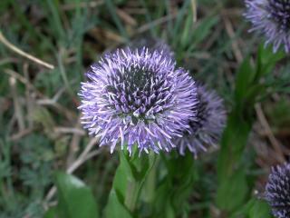 Img.VTax2779.ExN.Img2