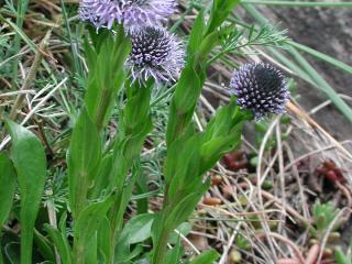 Img.VTax2779.ExN.Img3