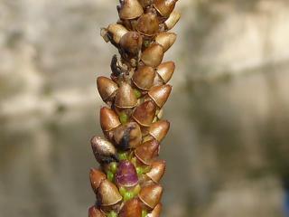 Img.VTax2804.ExN.Img3