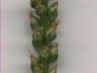 Img.VTax2804.ExN.Img6