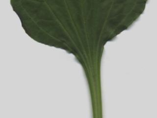 Img.VTax2804.ExN.Img7