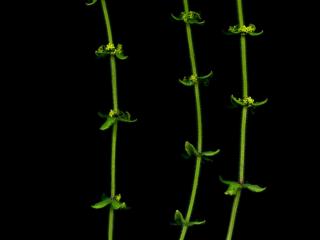 Img.VTax2854.ExN.Img4