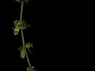 Img.VTax2854.ExN.Img8