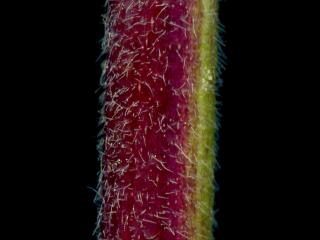 Img.VTax2868.ExN.Img13