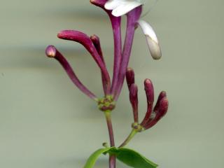 Img.VTax2868.ExN.Img7