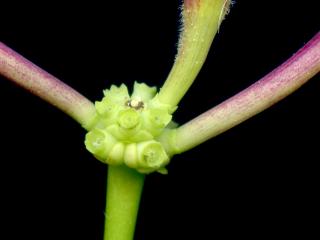 Img.VTax2868.ExN.Img8