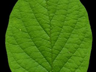 Img.VTax2876.ExN.Img11