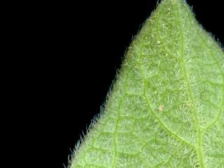 Img.VTax2876.ExN.Img9