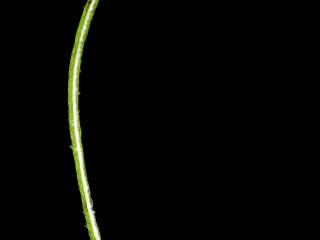 Img.VTax3038.ExN.Img10