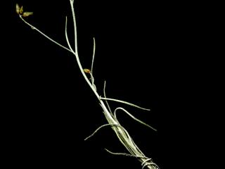 Img.VTax3038.ExN.Img9