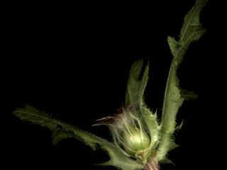 Img.VTax3287.ExN.Img10