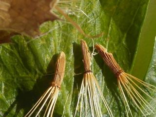 Img.VTax3287.ExN.Img4