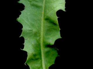 Img.VTax3380.ExN.Img11