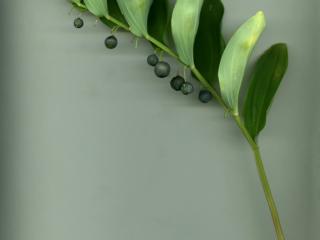 Img.VTax3593.ExN.Img1