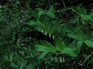 Img.VTax3593.ExN.Img17
