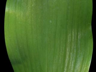 Img.VTax3593.ExN.Img4