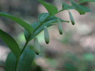 Img.VTax3593.ExN.Img8