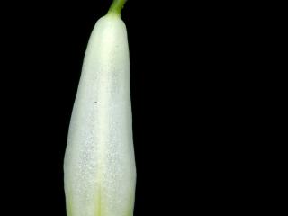 Img.VTax3593.ExN.Img9