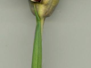 Img.VTax3623.ExN.Img4